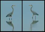 (24) heron montage.jpg    (1000x720)    217 KB                              click to see enlarged picture